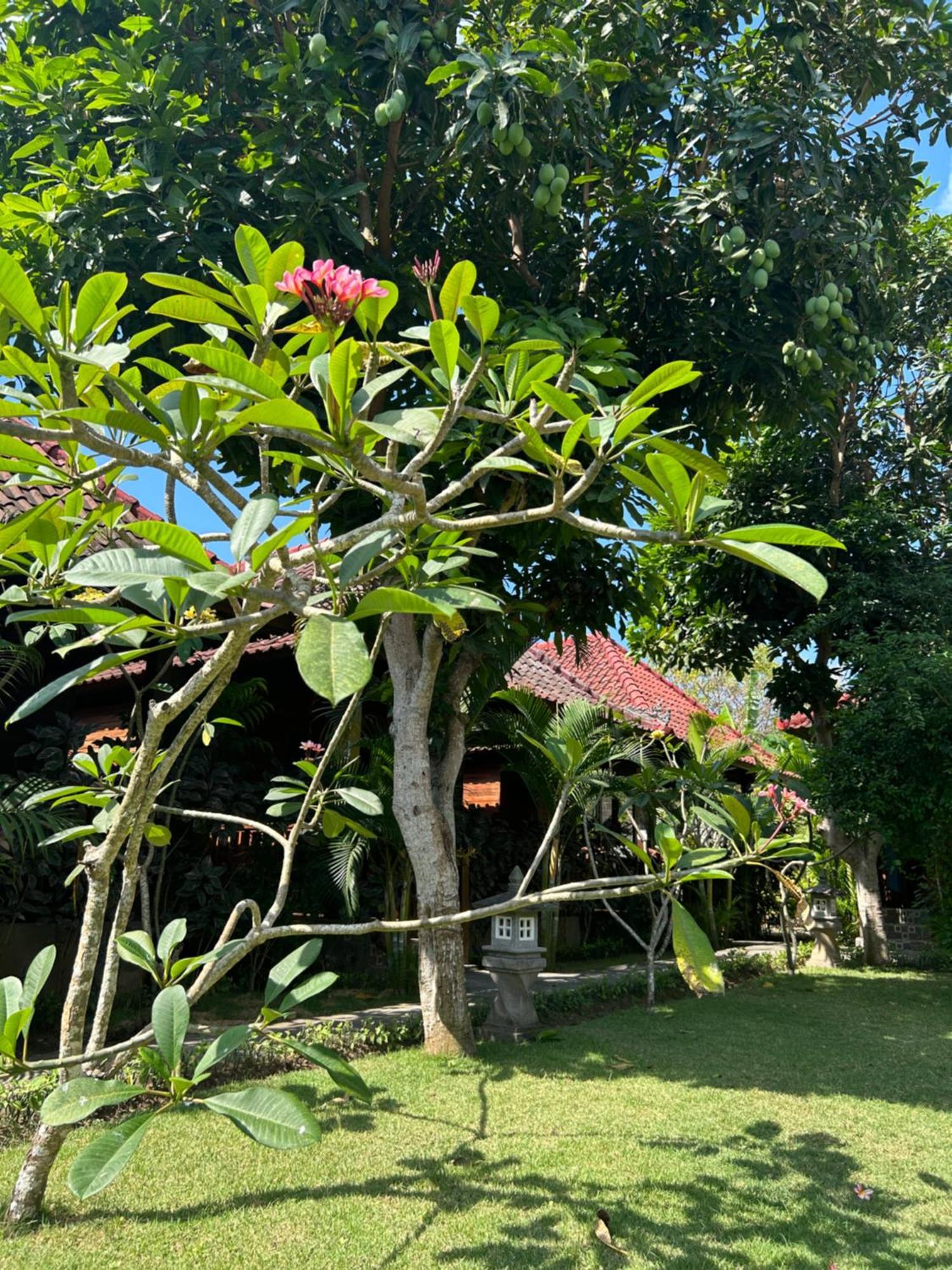 Island Garden Huts Lembongan Bed and Breakfast Eksteriør billede